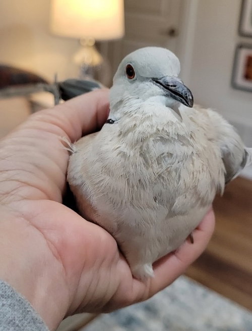 Eunice, a poultry for adoption from Palomacy Pigeon & Dove Adoptions