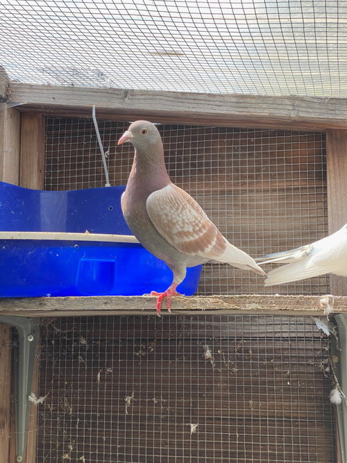 Mindy w/ Mork, a poultry for adoption from Palomacy Pigeon & Dove Adoptions