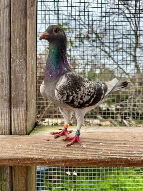 Marble w/Slim, a poultry for adoption from Palomacy Pigeon & Dove Adoptions