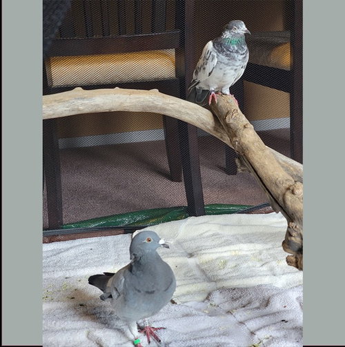 Gumball w/ Alice, a poultry for adoption from Palomacy Pigeon & Dove Adoptions