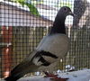 adoptable Bird in San Francisco, CA named Cascade w/ Peewee