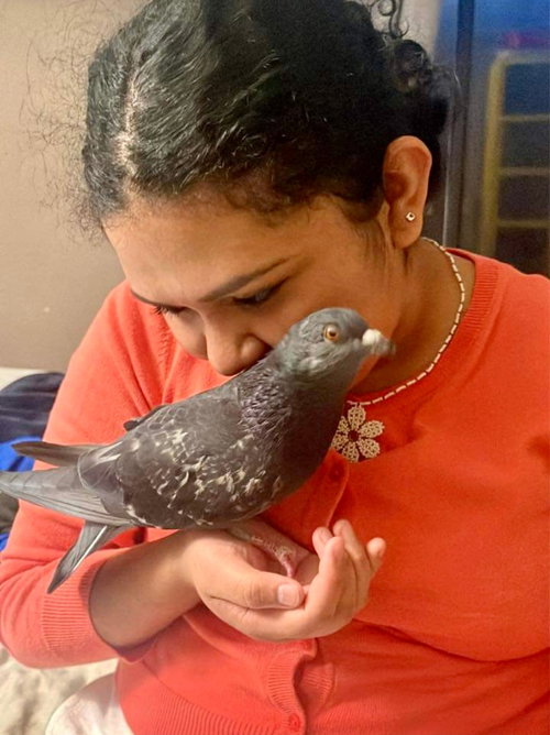 Luna, a poultry for adoption from Palomacy Pigeon & Dove Adoptions