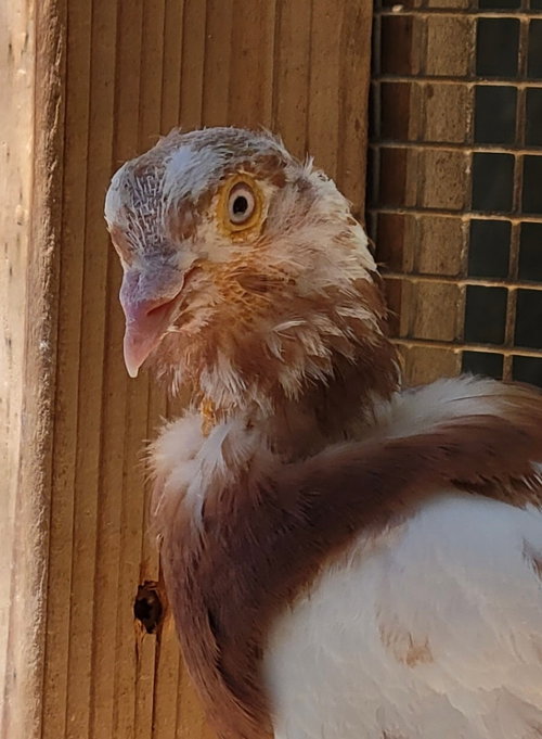 Rooney w/ Daisy, a poultry for adoption from Palomacy Pigeon & Dove Adoptions