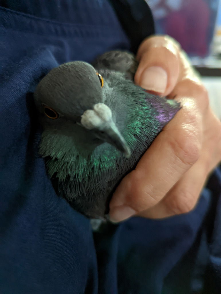 adoptable Bird in San Francisco, CA named Zinnia