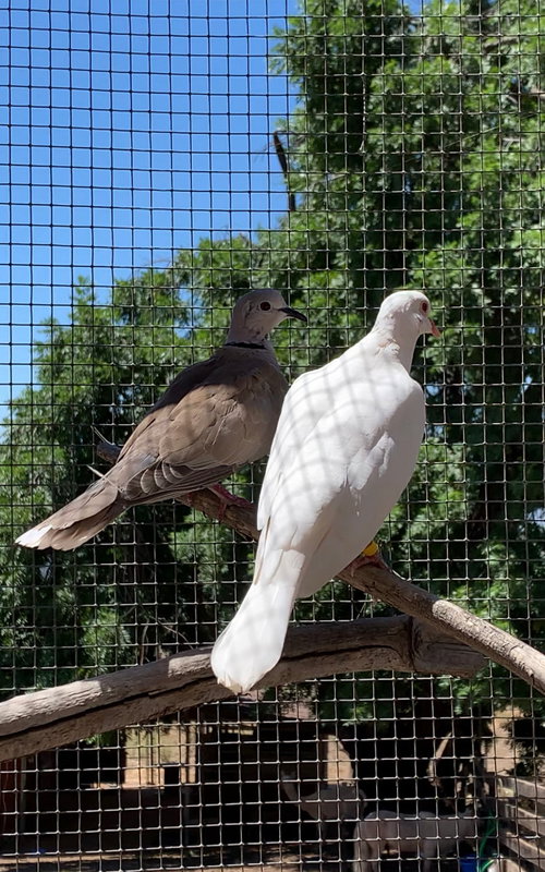 Doll, a poultry for adoption from Palomacy Pigeon & Dove Adoptions