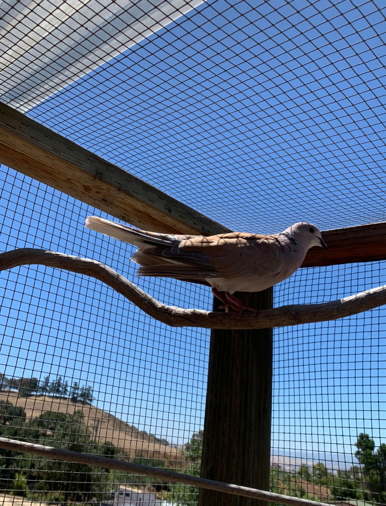 adoptable Bird in San Francisco, CA named Button