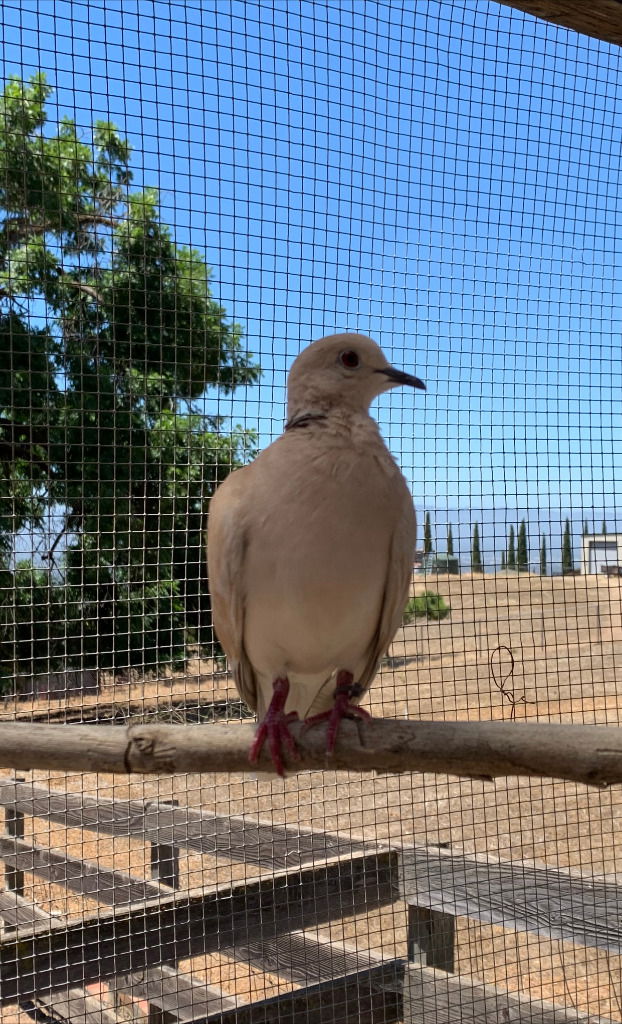 adoptable Bird in San Francisco, CA named Lady Marmalade