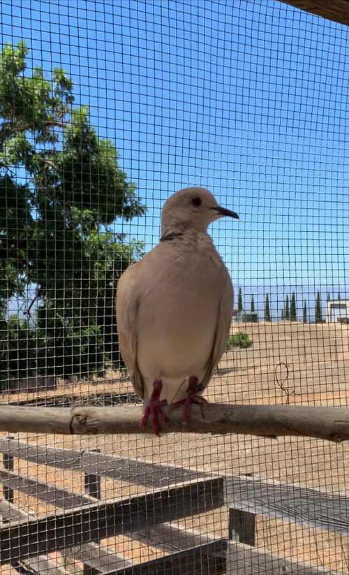 Lady Marmalade, a poultry for adoption from Palomacy Pigeon & Dove Adoptions