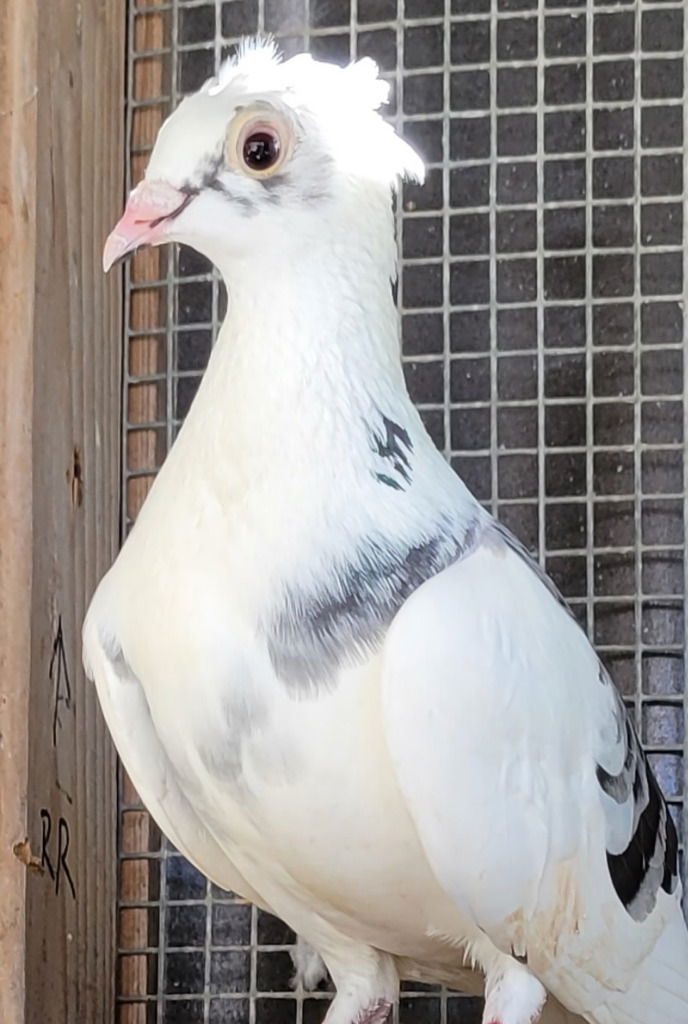 adoptable Bird in San Francisco, CA named Daisy w/ Rooney