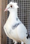 adoptable Bird in San Francisco, CA named Daisy w/ Rooney