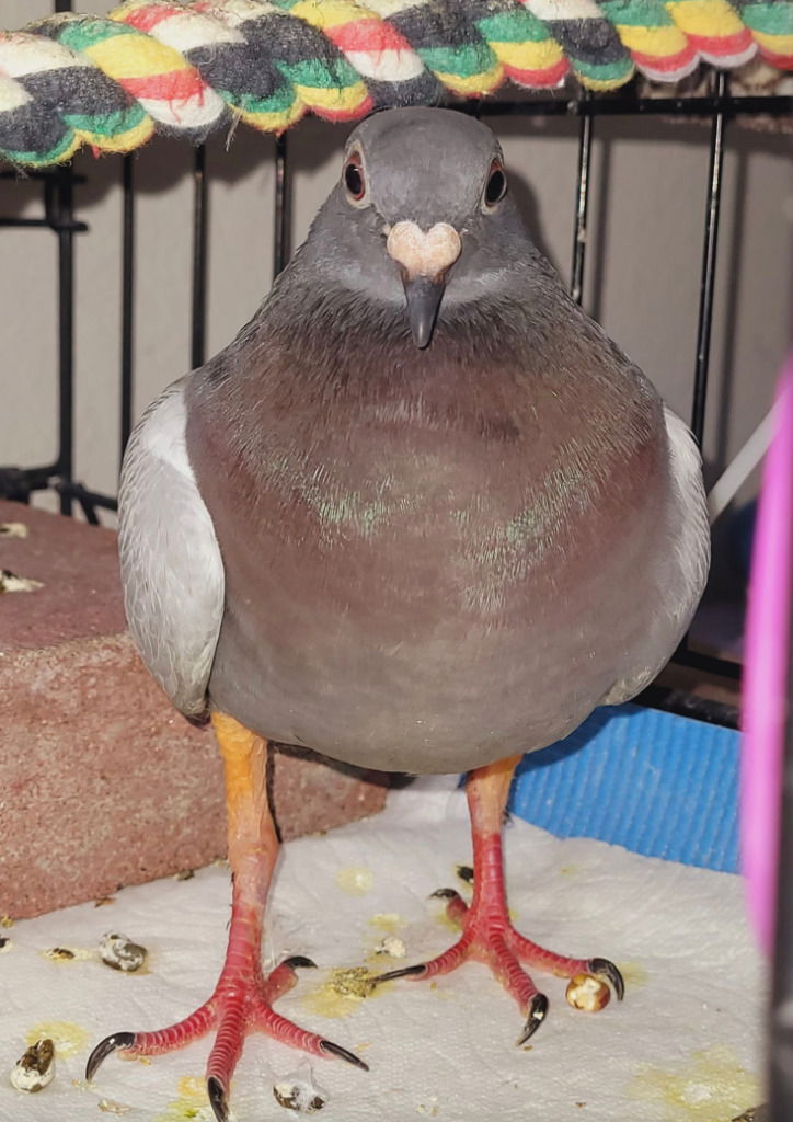 adoptable Bird in San Francisco, CA named Razzle w/ Tooney