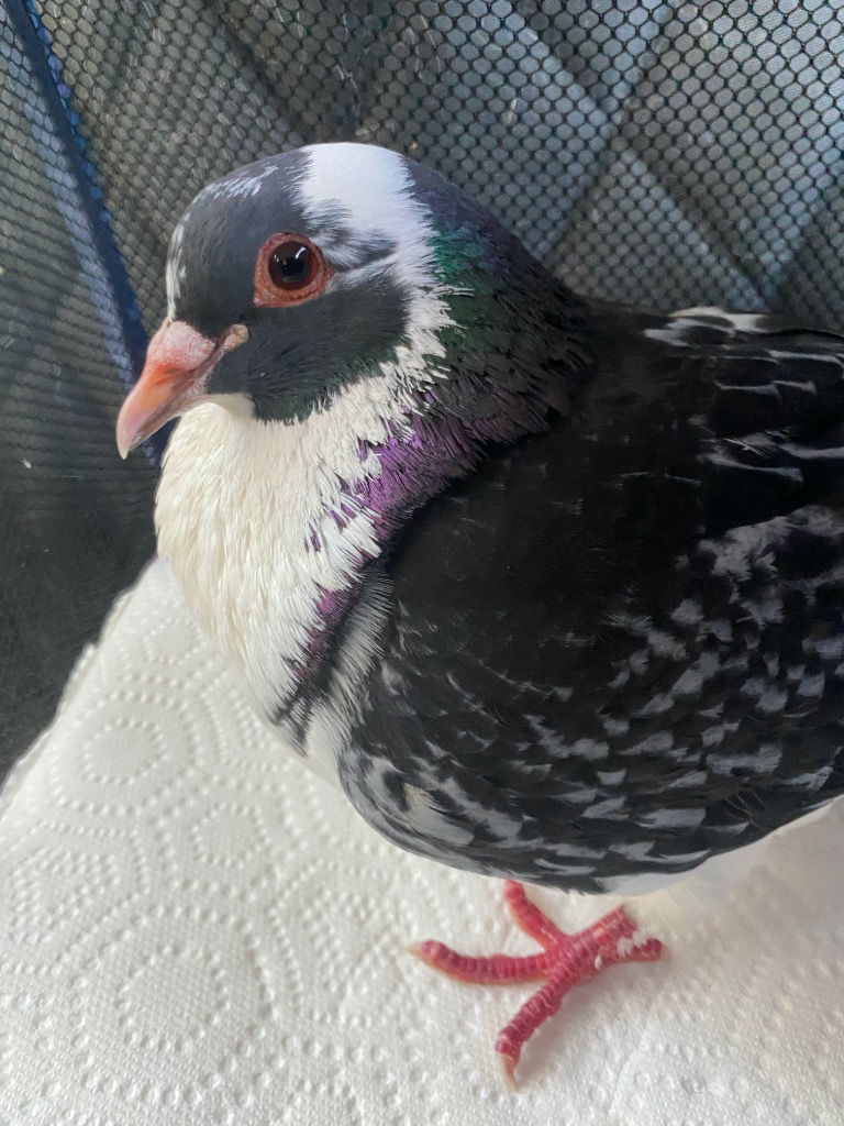 adoptable Bird in San Francisco, CA named Kuro