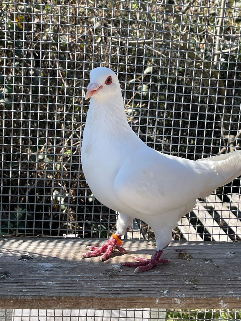 adoptable Bird in San Francisco, CA named Penny w/ Courageous