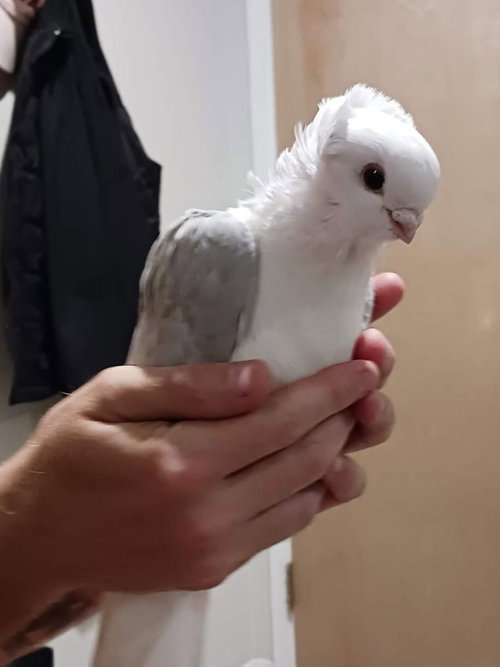 Daisy Duke w/ Snow, a poultry for adoption from Palomacy Pigeon & Dove Adoptions