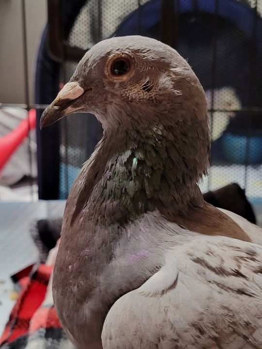 adoptable Bird in San Francisco, CA named Wish