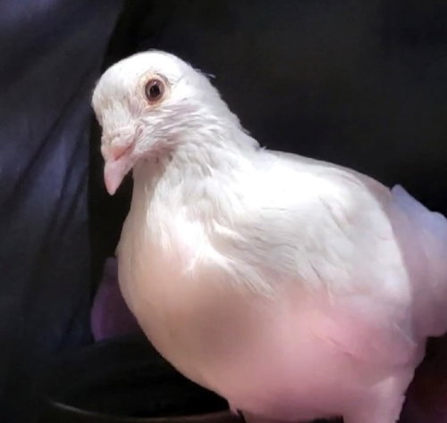 Delphi, a poultry for adoption from Palomacy Pigeon & Dove Adoptions