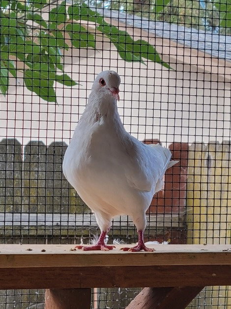 Bounty, a poultry for adoption from Palomacy Pigeon & Dove Adoptions