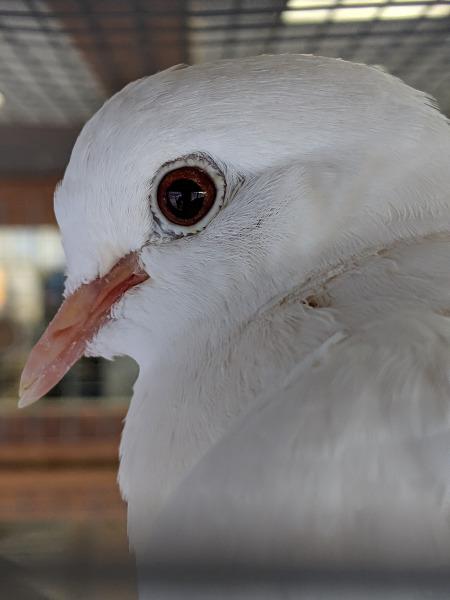 adoptable Bird in San Francisco, CA named Larry Bird