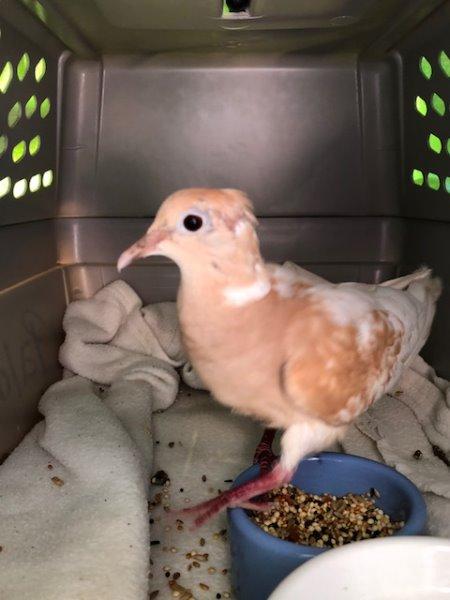 Skye w/Argyle, a poultry for adoption from Palomacy Pigeon & Dove Adoptions
