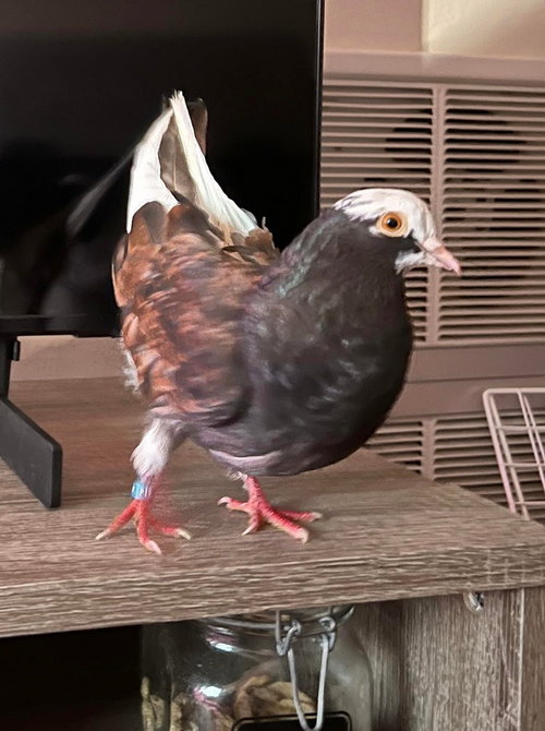 Nutmeg, a poultry for adoption from Palomacy Pigeon & Dove Adoptions