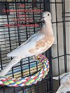 adoptable Bird in san francisco, CA named Ari