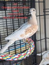 adoptable Bird in San Francisco, CA named Ari