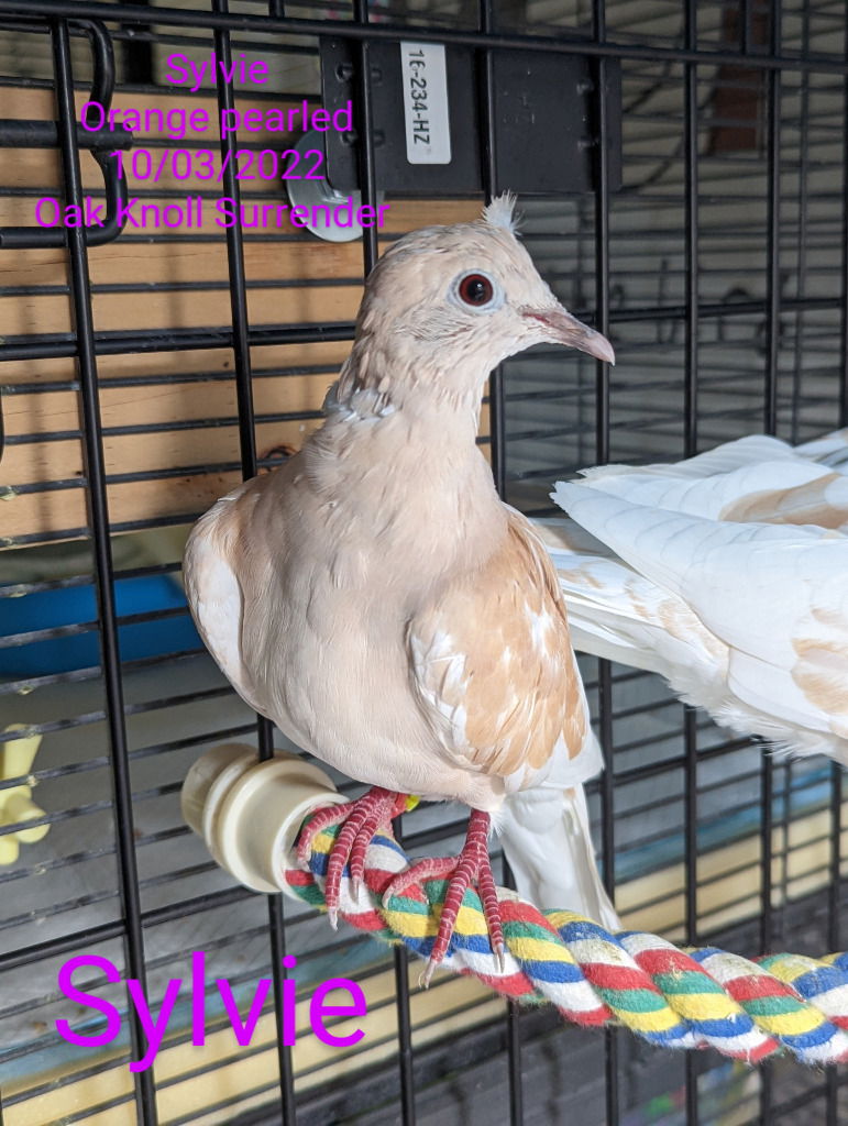 adoptable Bird in San Francisco, CA named Sylvie