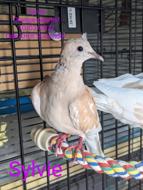 Sylvie, a poultry for adoption from Palomacy Pigeon & Dove Adoptions