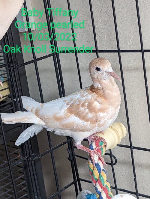 Baby Tiffany, a poultry for adoption from Palomacy Pigeon & Dove Adoptions