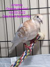 adoptable Bird in San Francisco, CA named Artemis