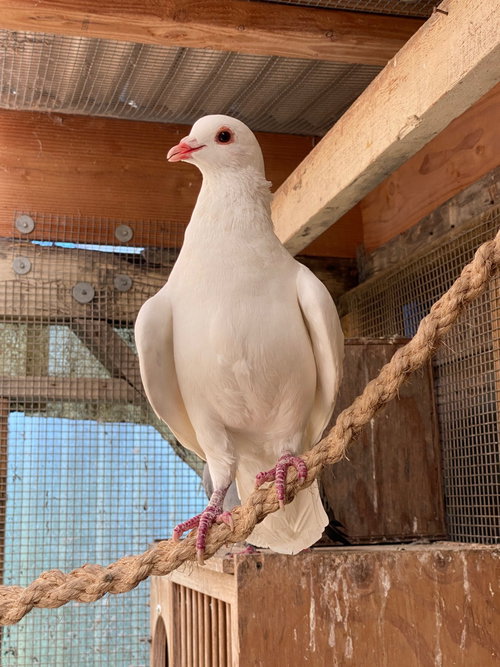 Trevor, a poultry for adoption from Palomacy Pigeon & Dove Adoptions