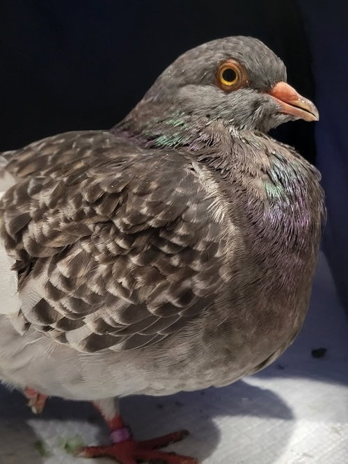 Hippo w/ Davy, a poultry for adoption from Palomacy Pigeon & Dove Adoptions