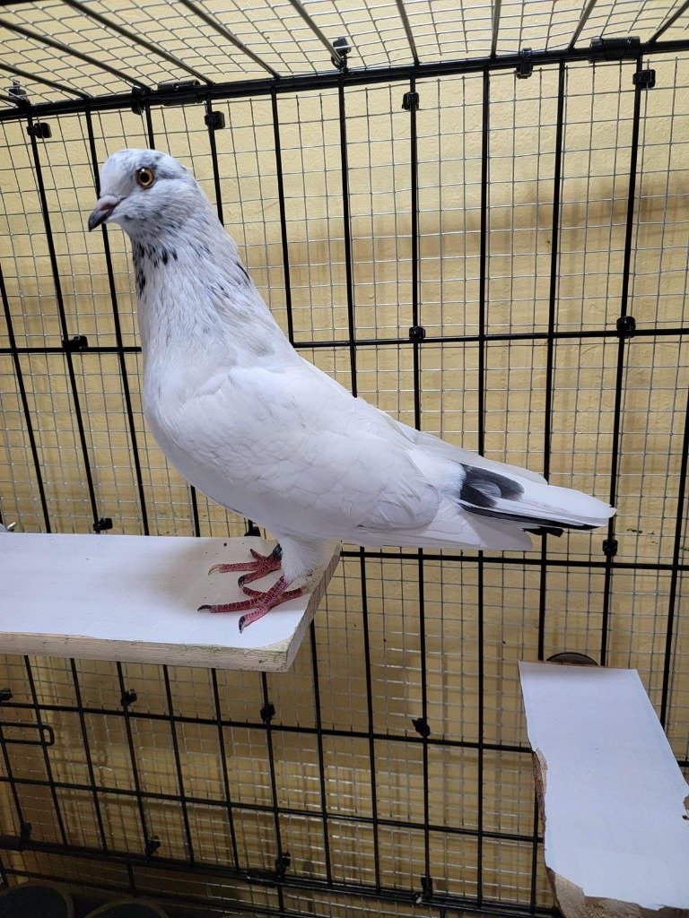adoptable Bird in San Francisco, CA named Angel w/ Lyric