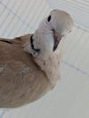 adoptable Bird in San Francisco, CA named Cargo