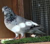 adoptable Bird in San Francisco, CA named Speckie