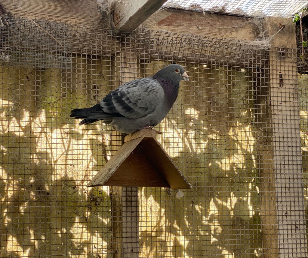 adoptable Bird in San Francisco, CA named Nell