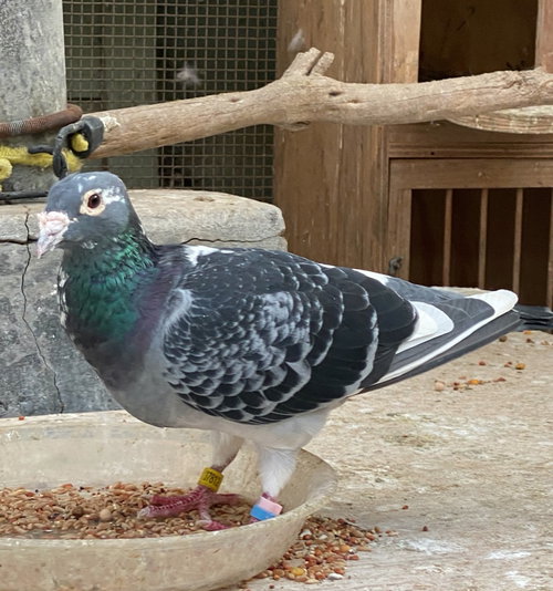 Charlotte, a poultry for adoption from Palomacy Pigeon & Dove Adoptions