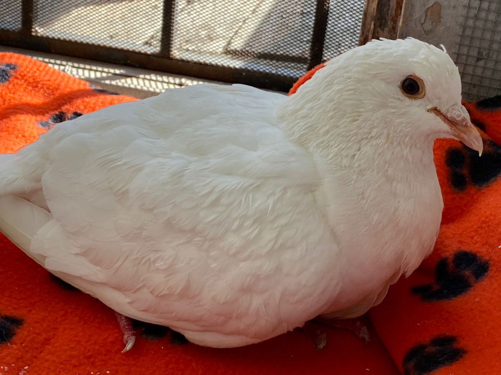 adoptable Bird in San Francisco, CA named Rashad