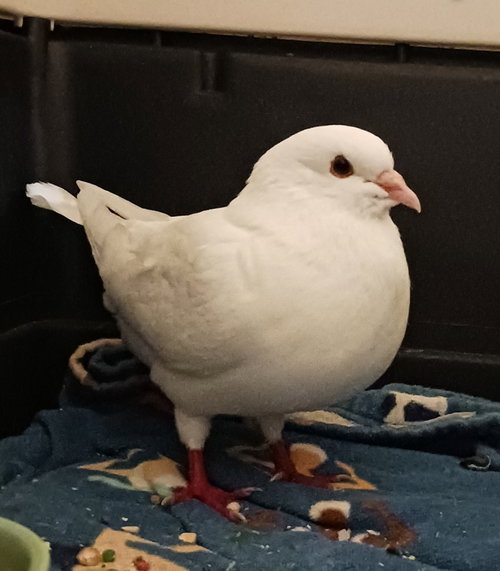 Snow w/ Daisy Duke, a poultry for adoption from Palomacy Pigeon & Dove Adoptions