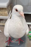 adoptable Bird in San Francisco, CA named Thimble w/ Trevor