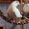 adoptable Bird in San Francisco, CA named Pashmina