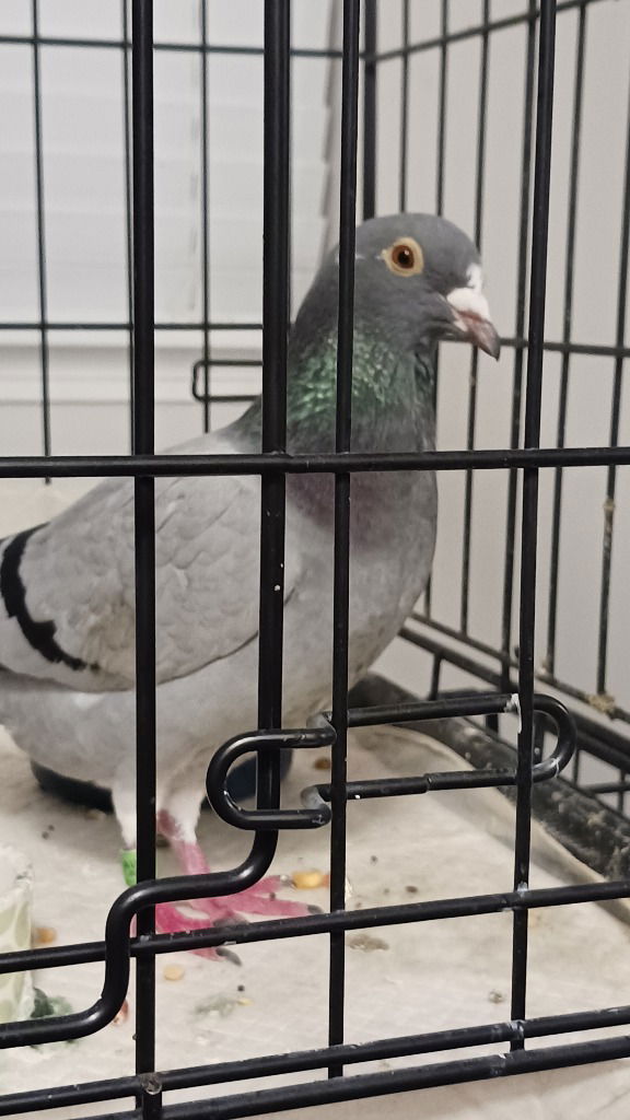 adoptable Bird in San Francisco, CA named August