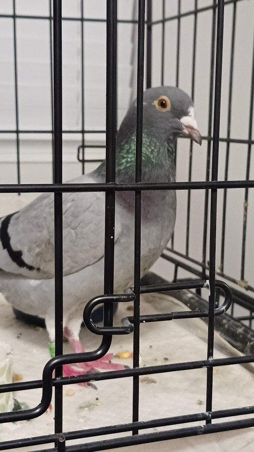 August, a poultry for adoption from Palomacy Pigeon & Dove Adoptions