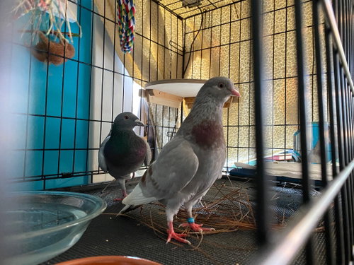 Beanie w/ Pidgy, a poultry for adoption from Palomacy Pigeon & Dove Adoptions