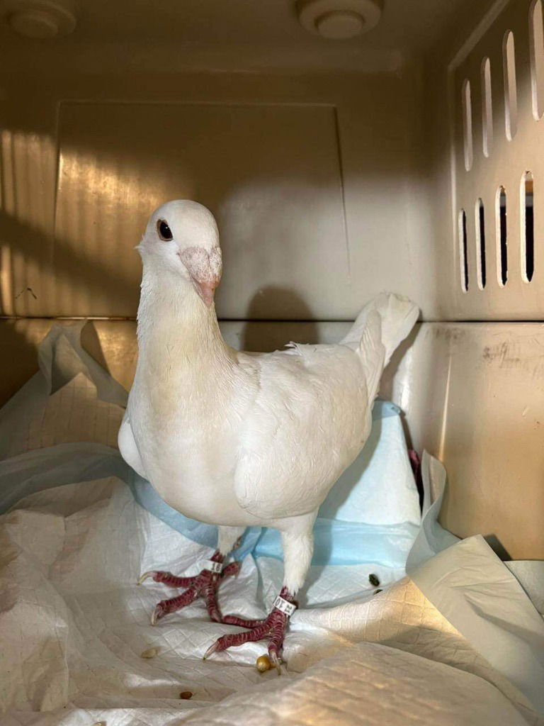 adoptable Bird in San Francisco, CA named Cassia