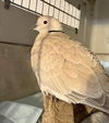 adoptable Bird in San Francisco, CA named Bunny