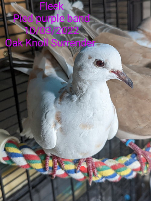 Fleek, a poultry for adoption from Palomacy Pigeon & Dove Adoptions