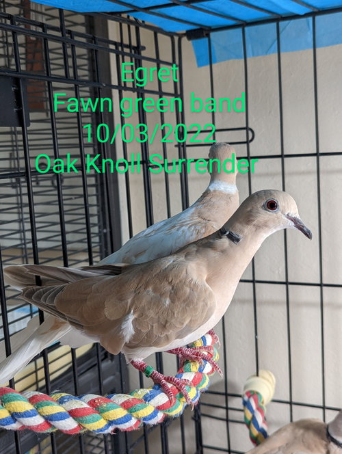 Egret, a poultry for adoption from Palomacy Pigeon & Dove Adoptions