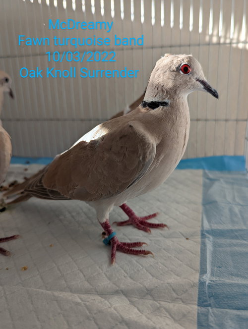 McDreamy, a poultry for adoption from Palomacy Pigeon & Dove Adoptions