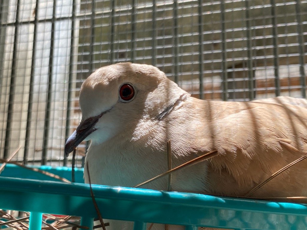 adoptable Bird in San Francisco, CA named Fletcher